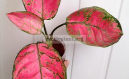 aglaonema-Dud-Unyamanee-25