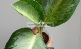 aglaonema-Elephant-Ears-44