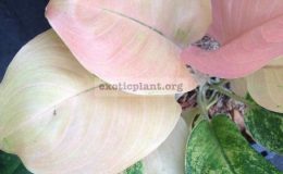 aglaonema-Full-Moon-44