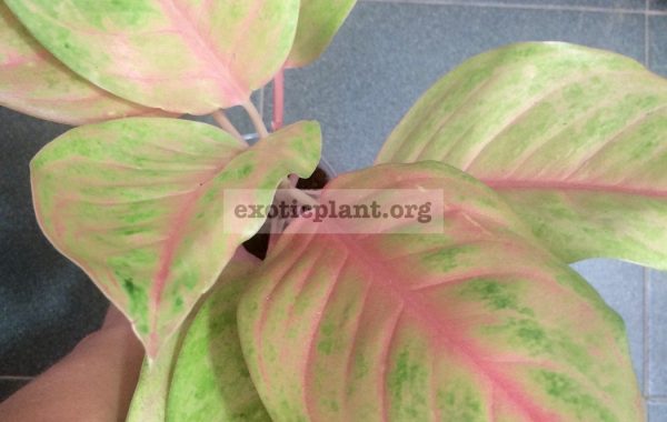 aglaonema-Golden-Siam-35