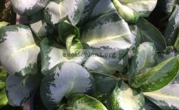 aglaonema-Green-Bow-20