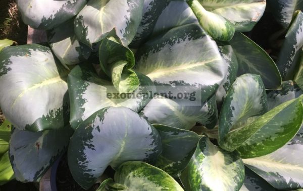 aglaonema-Green-Bow-20