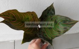 aglaonema-Green-Leopard-44