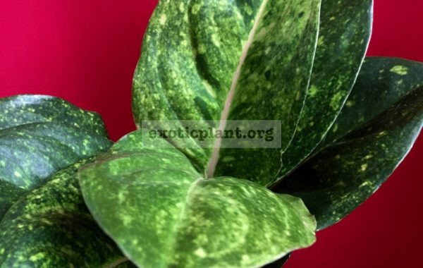 aglaonema-Green-Quail-Egg-25-