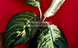 aglaonema-Hoar-20