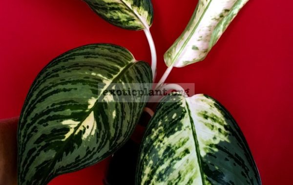 aglaonema-Hoar-20