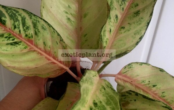 aglaonema-Lucky-new-35