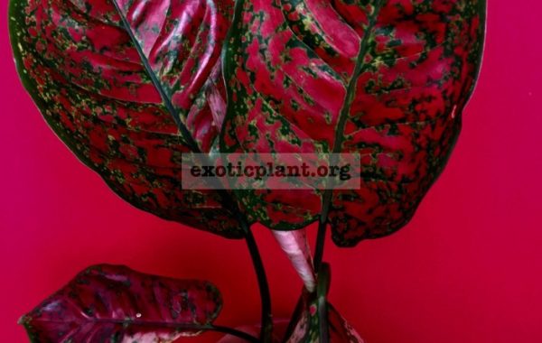 aglaonema-Lum-Sum-2-
