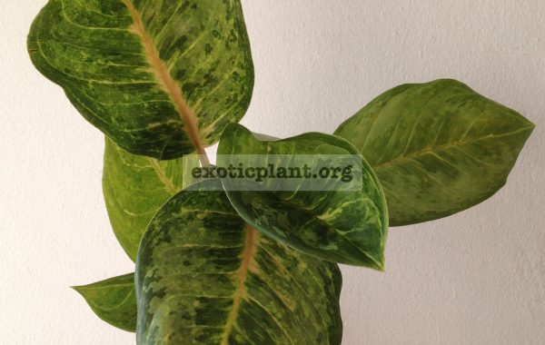 aglaonema-Mango-800-