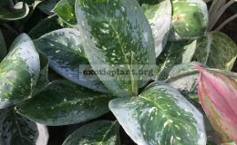 aglaonema-Milky-Way-green-30