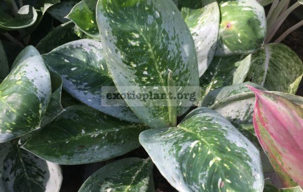 aglaonema-Milky-Way-green-30