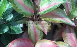 aglaonema-Miracle-Pink-35