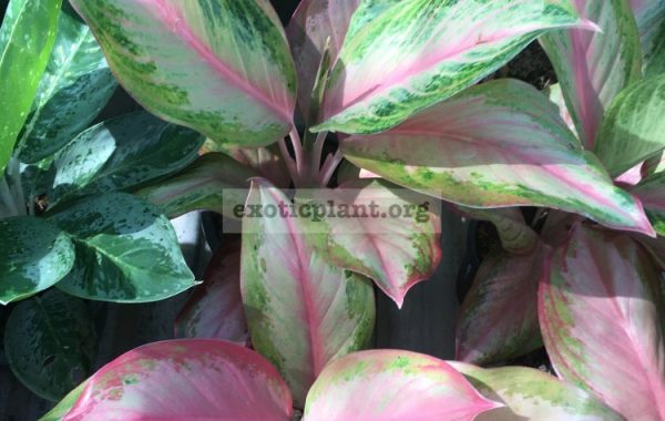 aglaonema-Miracle-Pink-35