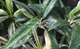 aglaonema-New-Star-50