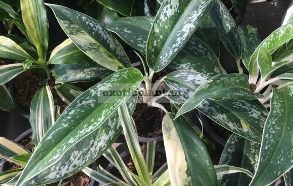 aglaonema-New-Star-50