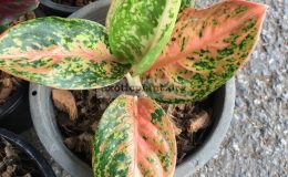 aglaonema-Orange-20