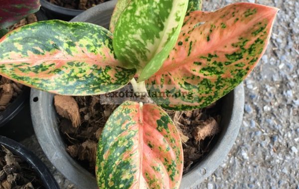 aglaonema-Orange-20