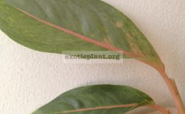 aglaonema-Pale-600-