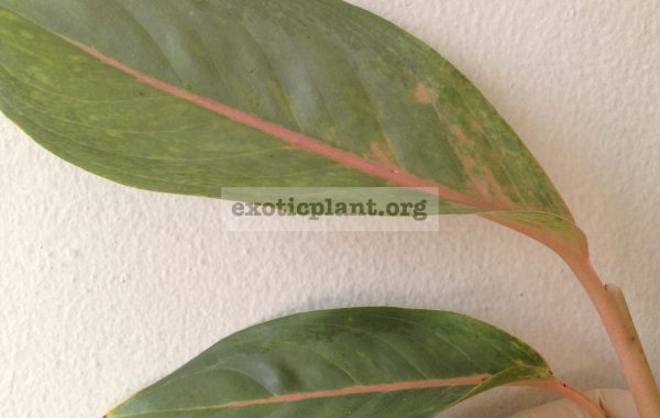 aglaonema-Pale-600-