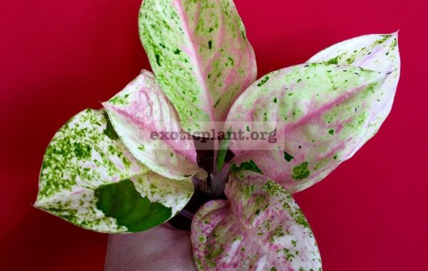 aglaonema-Quail-Egg-3