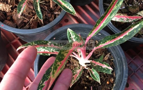 aglaonema-Rainbow-Dwarf-20