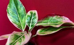 aglaonema-Red-Lipstick-Kiss5-1200-850-cataloque