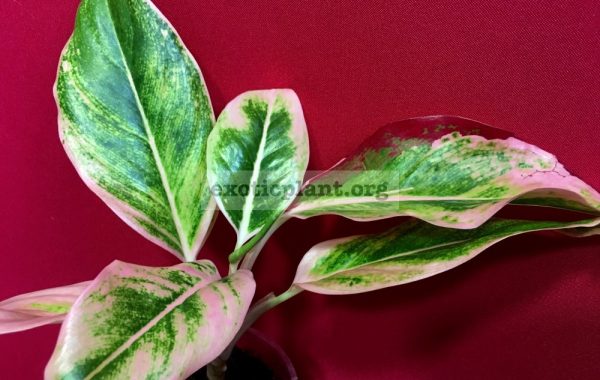 aglaonema-Red-Lipstick-Kiss5-1200-850-cataloque