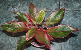 aglaonema-Siam-Aurora-10