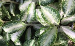 aglaonema-Silver-Stone-40