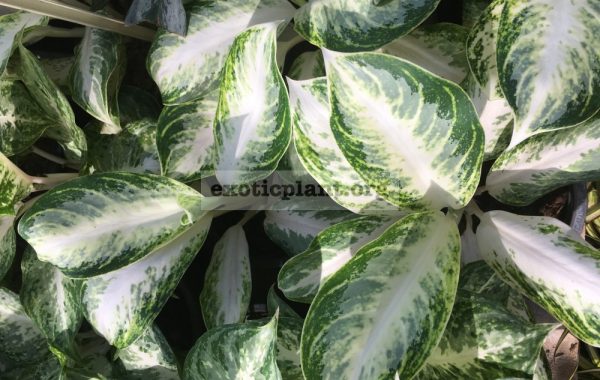 aglaonema-Silver-Stone-40