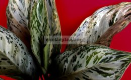 aglaonema-Silver-Web-1-1