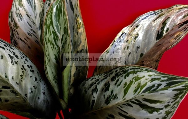 aglaonema-Silver-Web-1-1