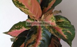 aglaonema-Submongmee-44