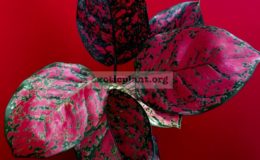 aglaonema-Suk-Som-Jai-Pong-3000-очень-темный-красный-цвет-ее-продают-еще-под-имеем-Black-Mango-1-1