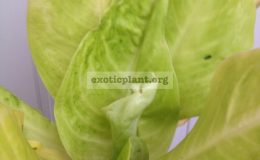 aglaonema-Sun-Drop-25