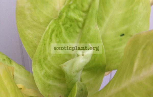 aglaonema-Sun-Drop-25