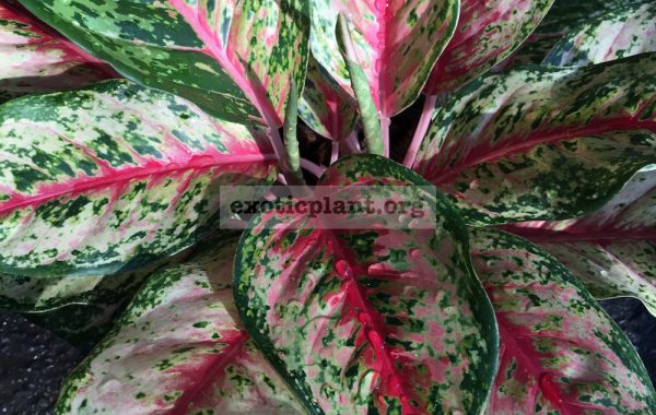 aglaonema-Ten-Colors-25