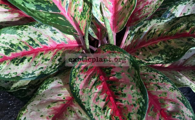 aglaonema-Ten-Colors-25