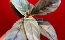aglaonema-Tin-Soldier-new-30-1-1