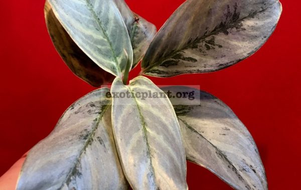 aglaonema-Tin-Soldier-new-30-1-1