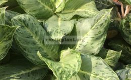 aglaonema-White-Rose-30