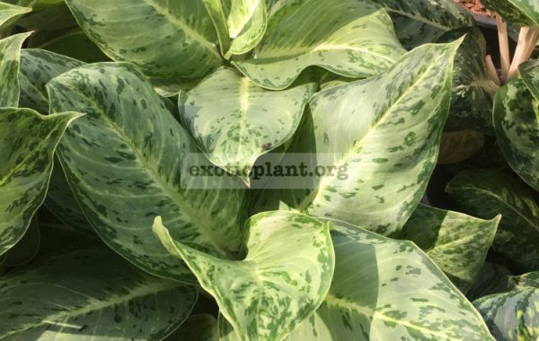 aglaonema-White-Rose-30