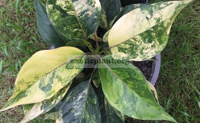 aglaonema-modestum-Pink-Dust-35