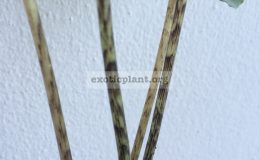 alocasia-
