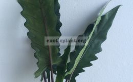 alocasia-1-2
