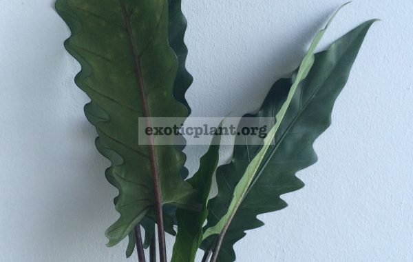 alocasia-1-2