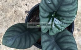 alocasia-elaine-20