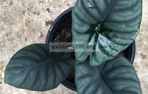 alocasia-elaine-20