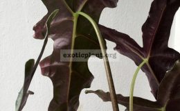 alocasia-sanderiana-Nobilis-30-