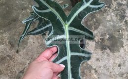 alocasia-sanderiana-Nobilis-30